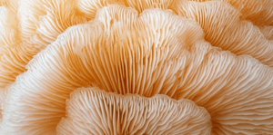 Screenshot 2025-02-16 at 22.55.48 1