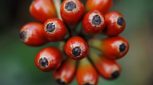 Screenshot 2025-02-16 at 22.55.48 1